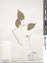 Epimedium sempervirens image