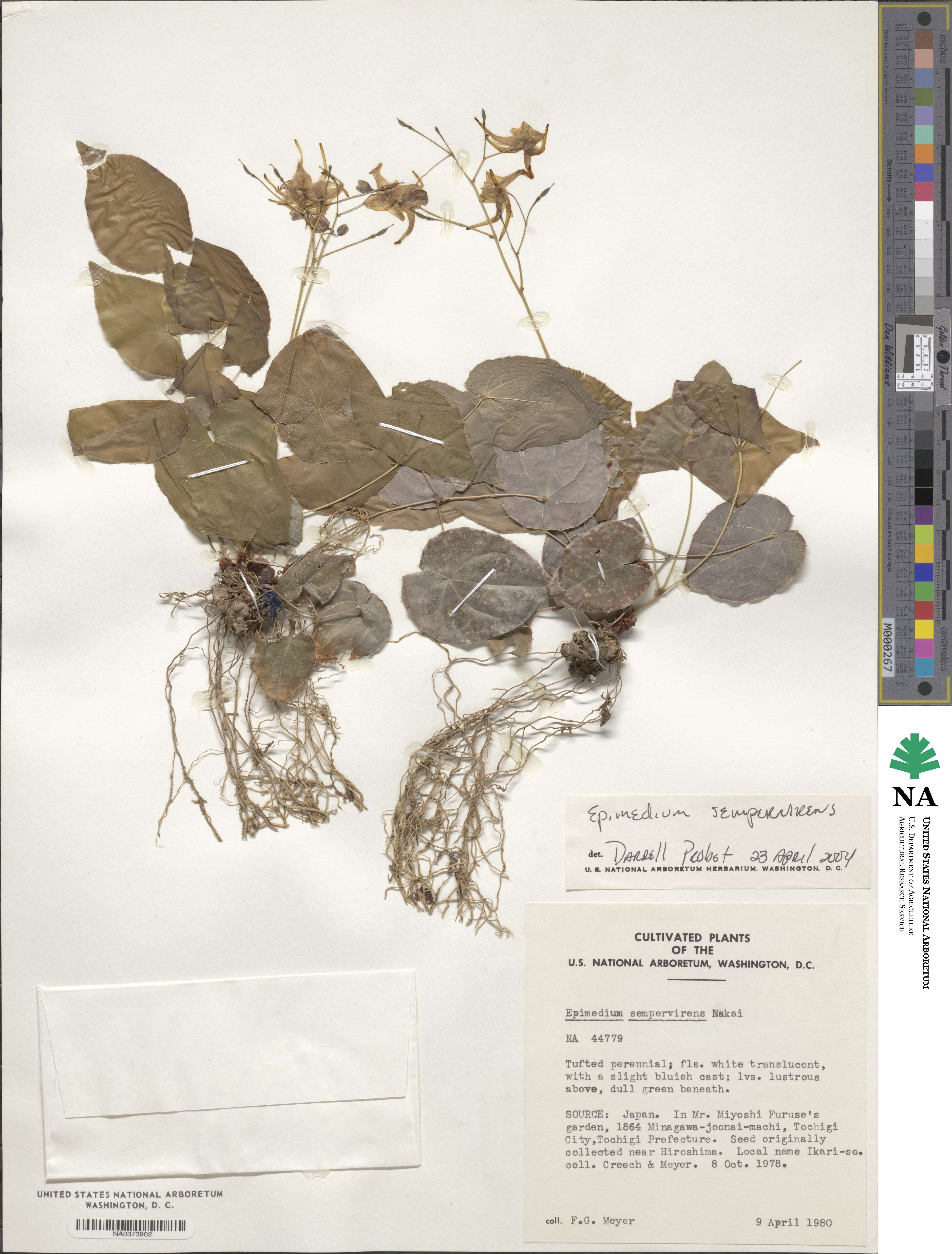 Epimedium sempervirens image