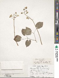 Epimedium grandiflorum image