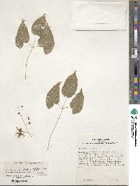 Epimedium acuminatum image