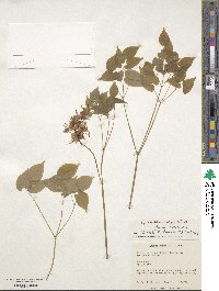 Epimedium grandiflorum image