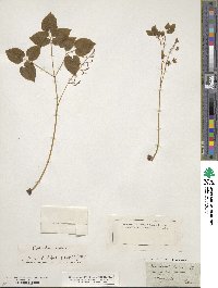 Epimedium alpinum image