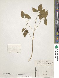 Epimedium alpinum image