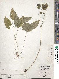 Epimedium acuminatum image