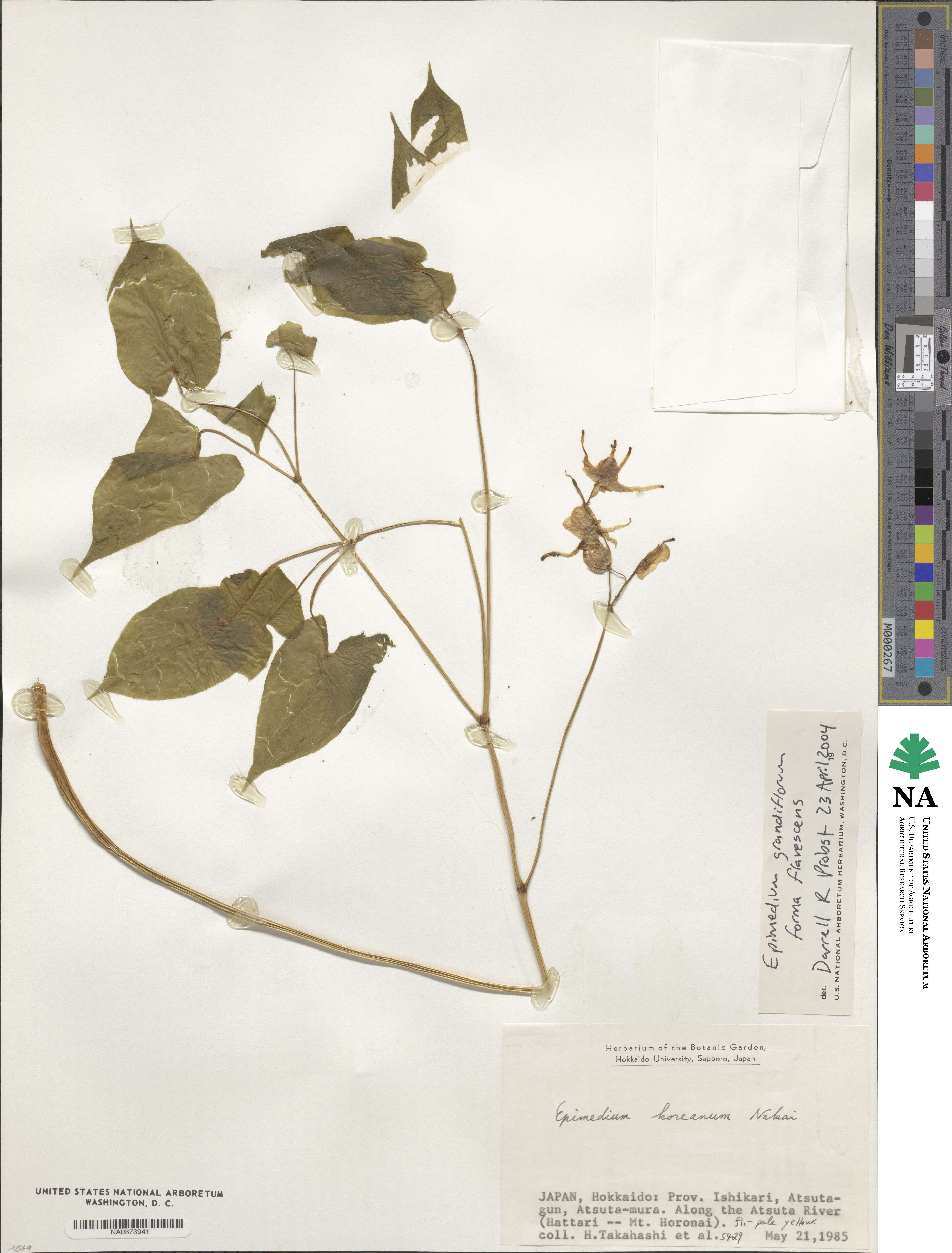 Epimedium grandiflorum f. flavescens image