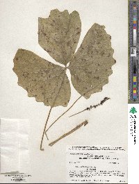 Achlys triphylla image