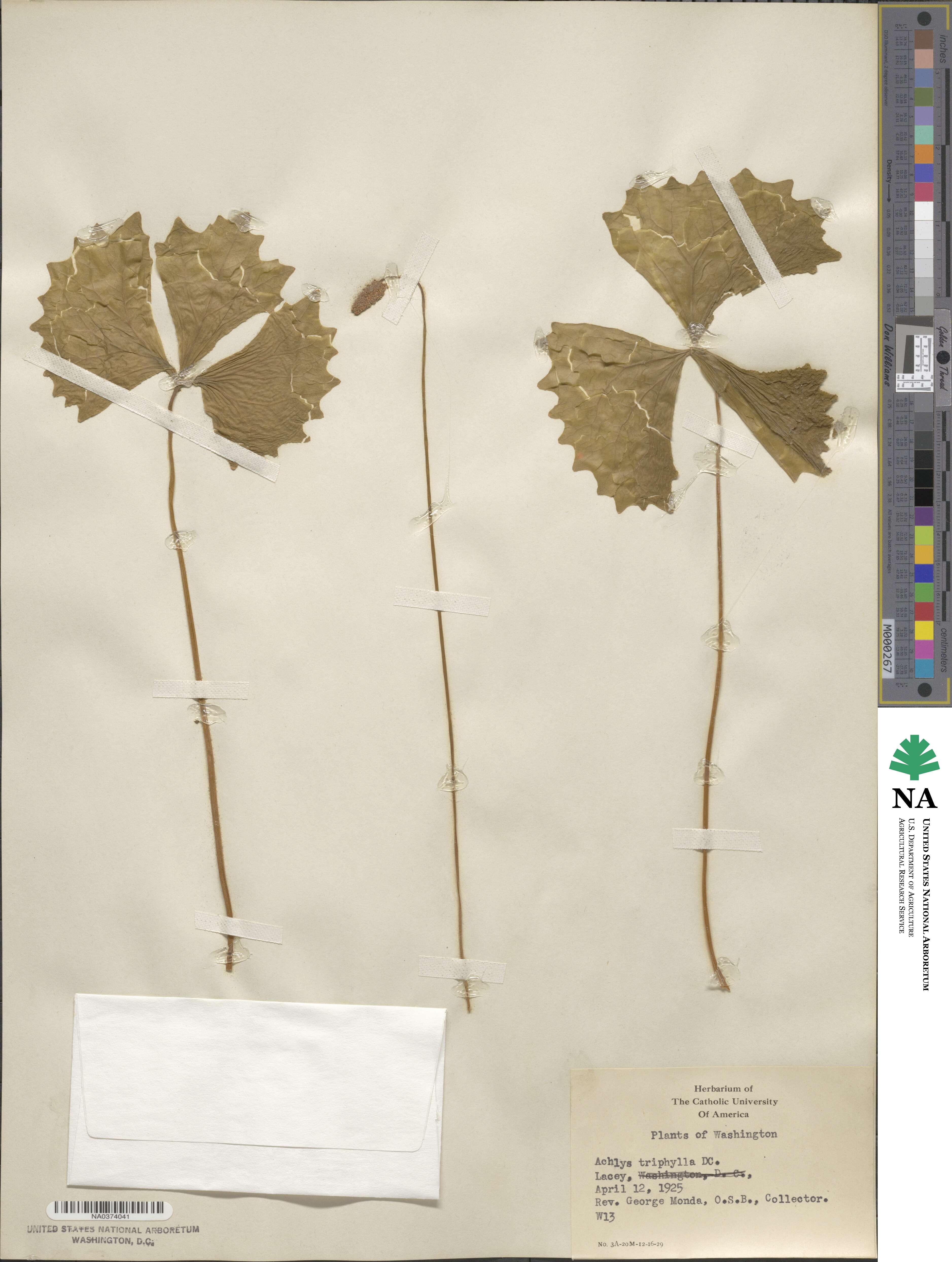Achlys triphylla image