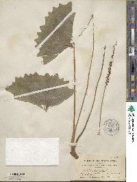 Achlys triphylla image