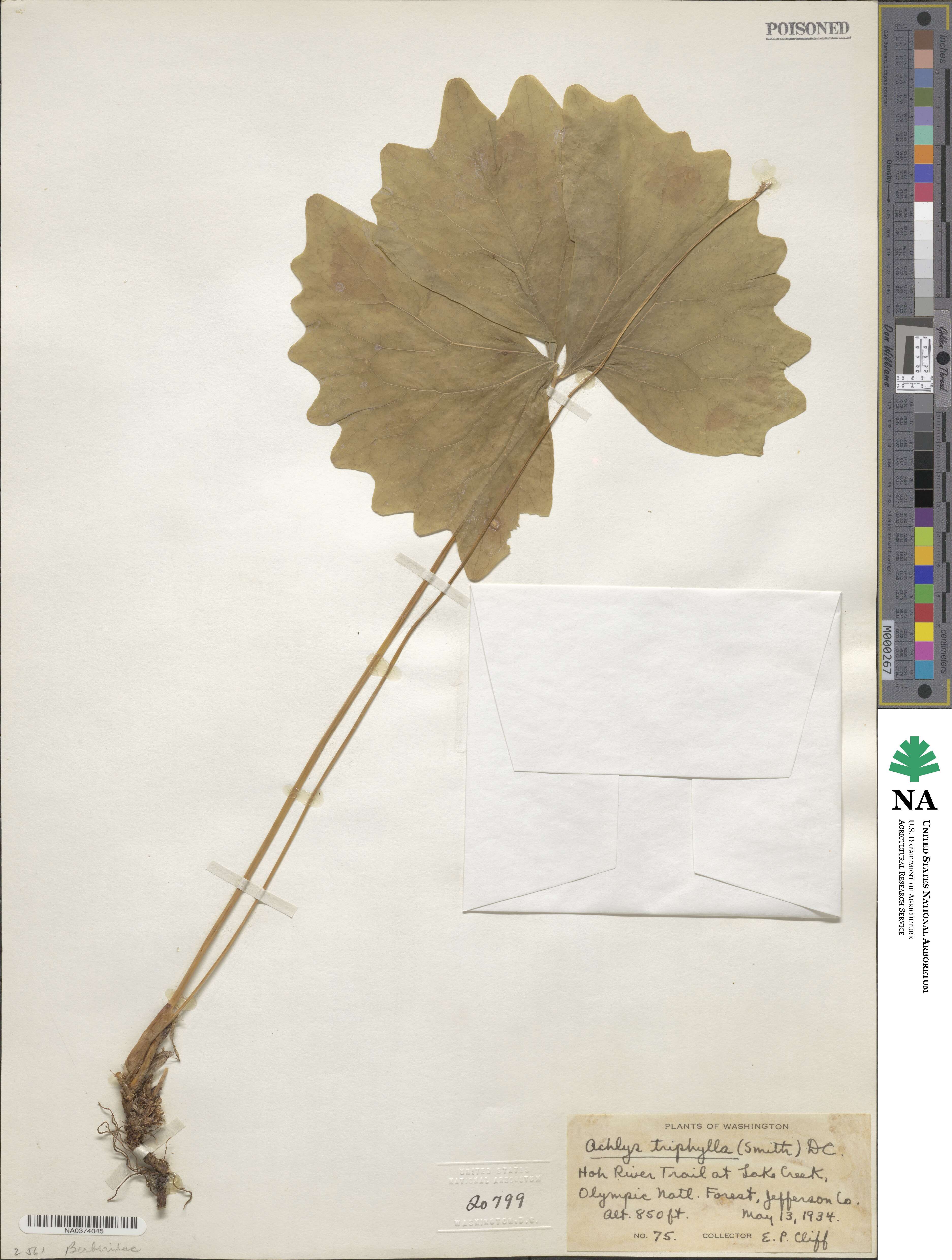 Achlys triphylla image