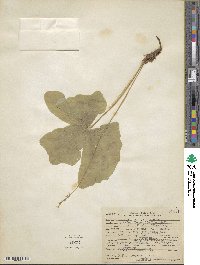 Achlys triphylla image