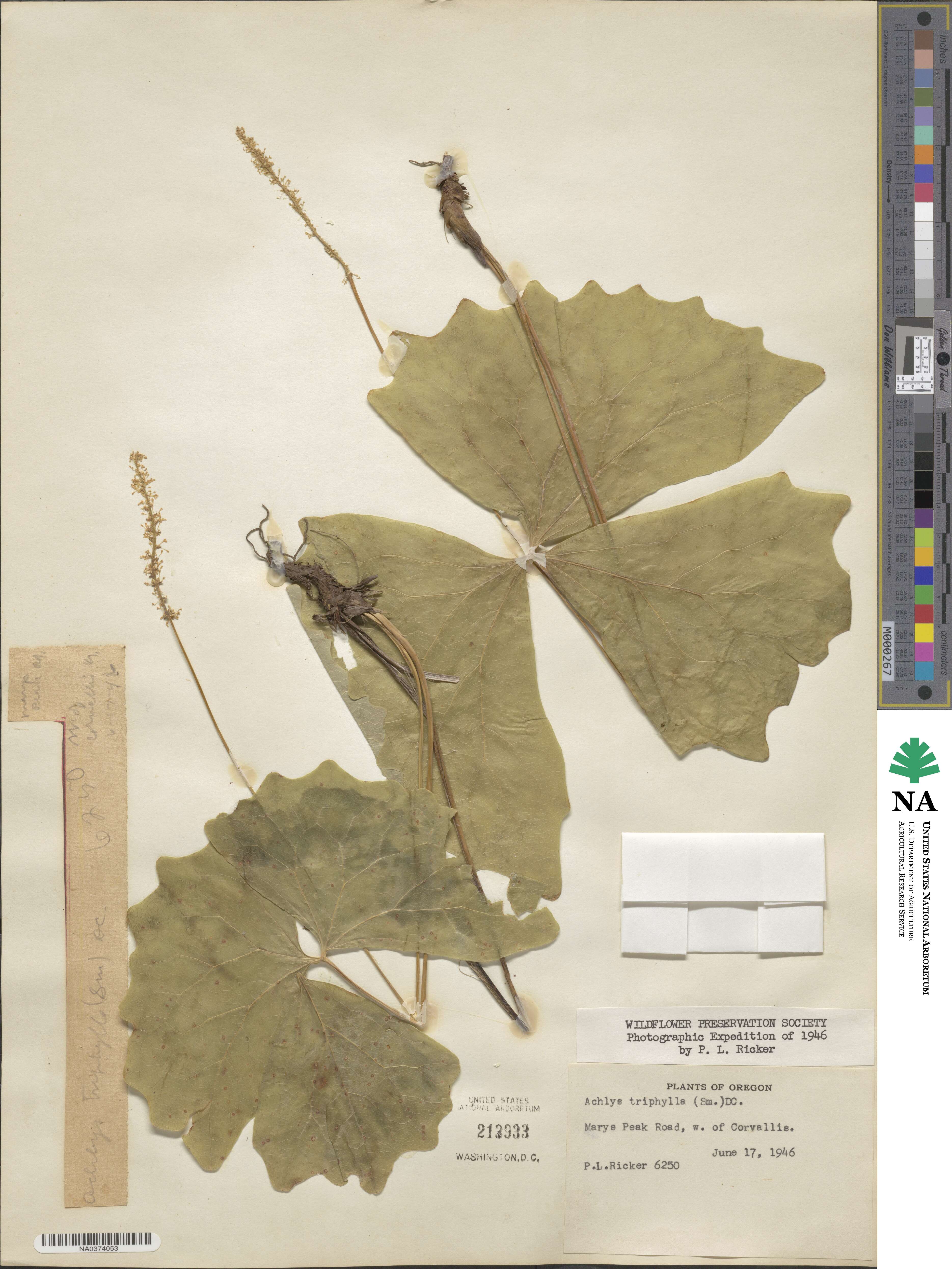 Achlys triphylla image