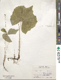 Achlys japonica image