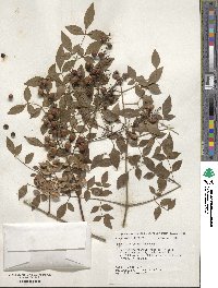 Nandina domestica image