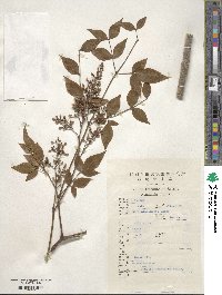 Nandina domestica image