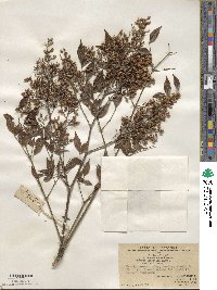 Nandina domestica image