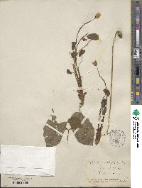 Jeffersonia diphylla image