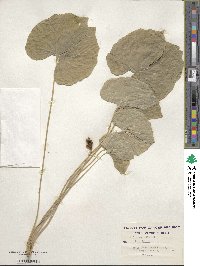 Jeffersonia diphylla image