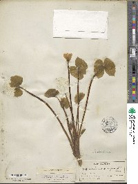 Jeffersonia diphylla image