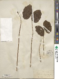 Jeffersonia diphylla image