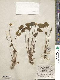 Jeffersonia diphylla image