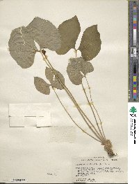 Jeffersonia diphylla image