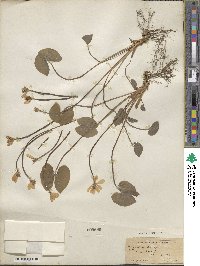 Jeffersonia diphylla image