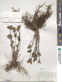 Jeffersonia diphylla image