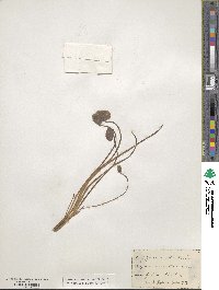 Jeffersonia diphylla image