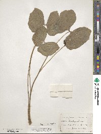 Jeffersonia diphylla image