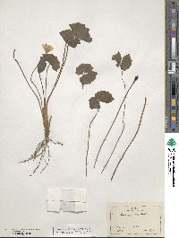 Jeffersonia diphylla image