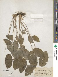 Jeffersonia diphylla image