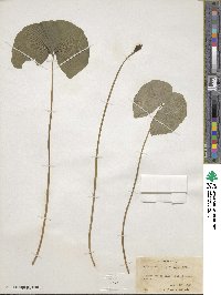 Jeffersonia diphylla image