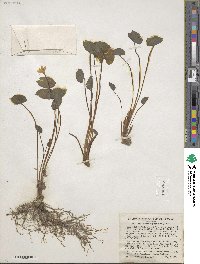 Jeffersonia diphylla image