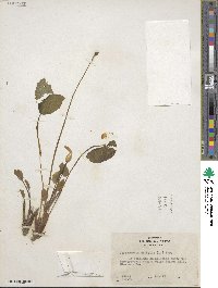 Jeffersonia diphylla image