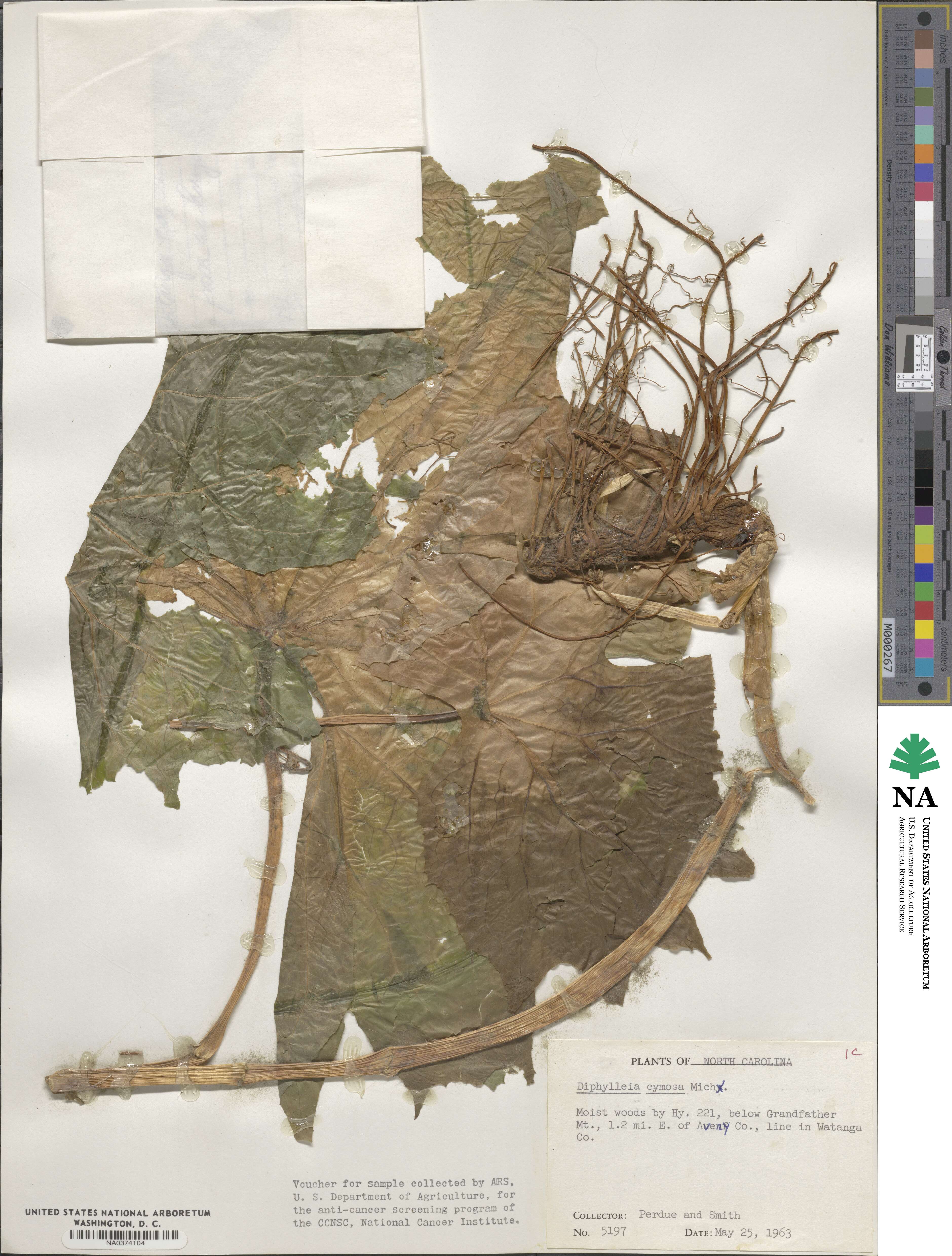 Diphylleia cymosa image