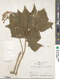 Diphylleia cymosa image