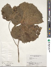 Diphylleia grayi image