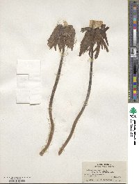 Sinopodophyllum hexandrum image