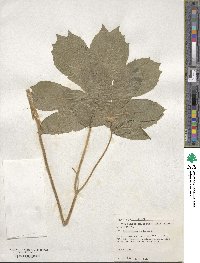 Podophyllum peltatum image