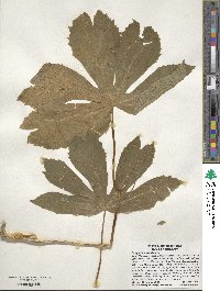 Podophyllum peltatum image