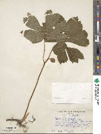 Podophyllum peltatum image