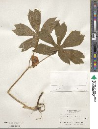 Podophyllum peltatum image