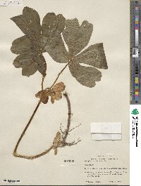 Podophyllum peltatum image