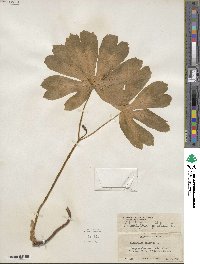 Podophyllum peltatum image