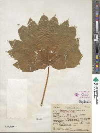 Podophyllum peltatum image