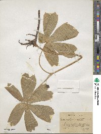 Podophyllum peltatum image