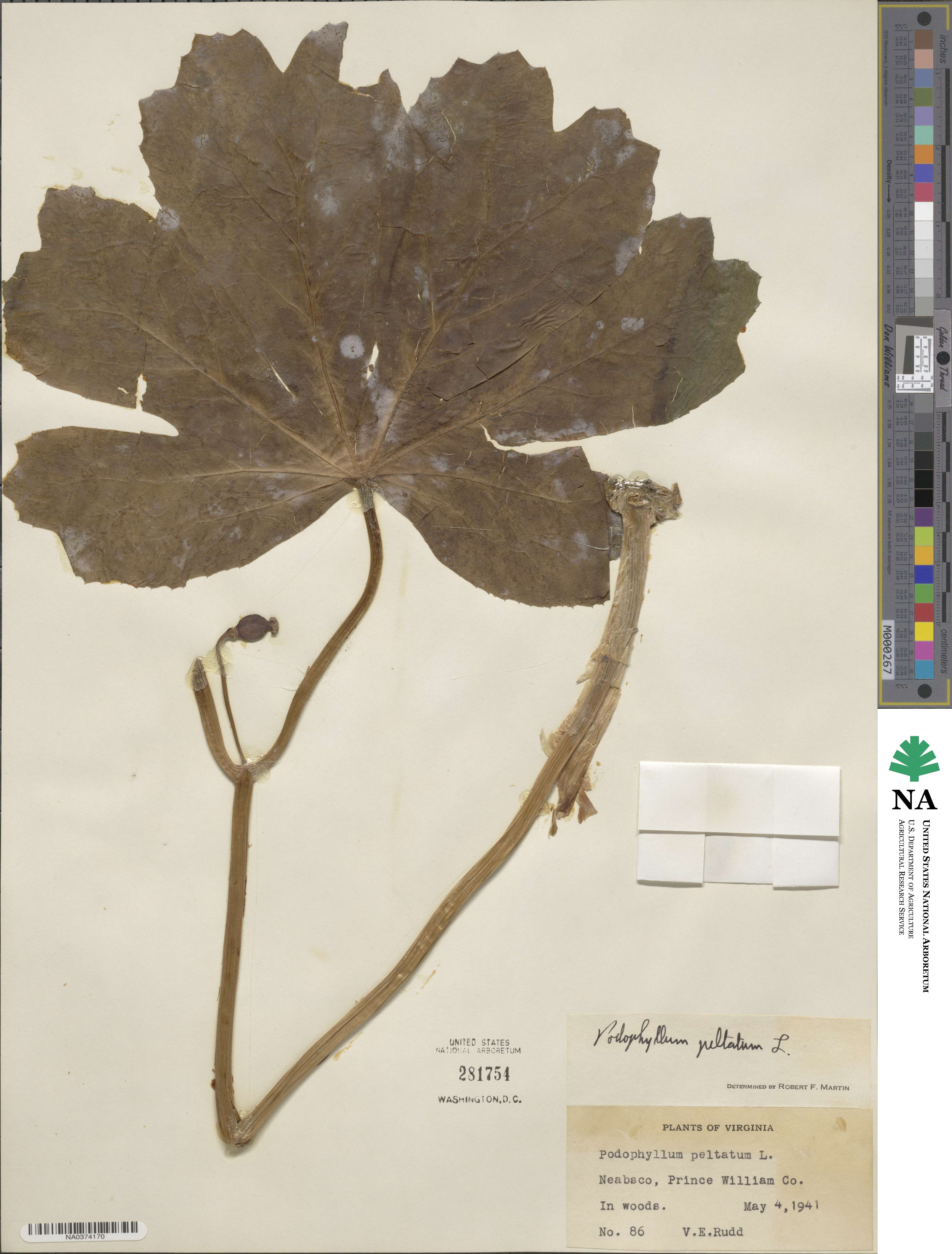 Podophyllum peltatum image