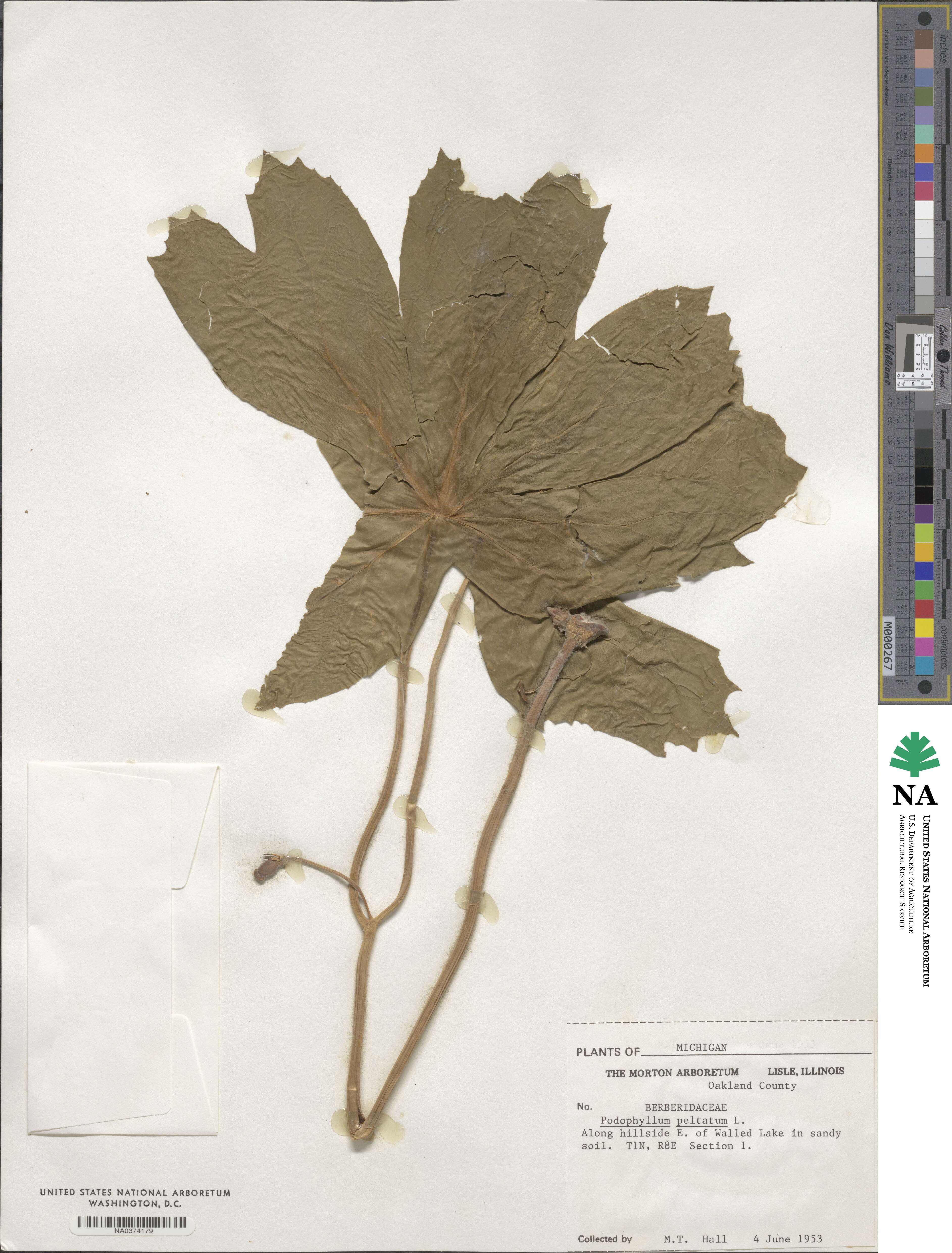 Podophyllum image