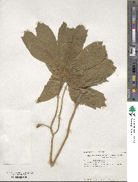 Podophyllum peltatum image