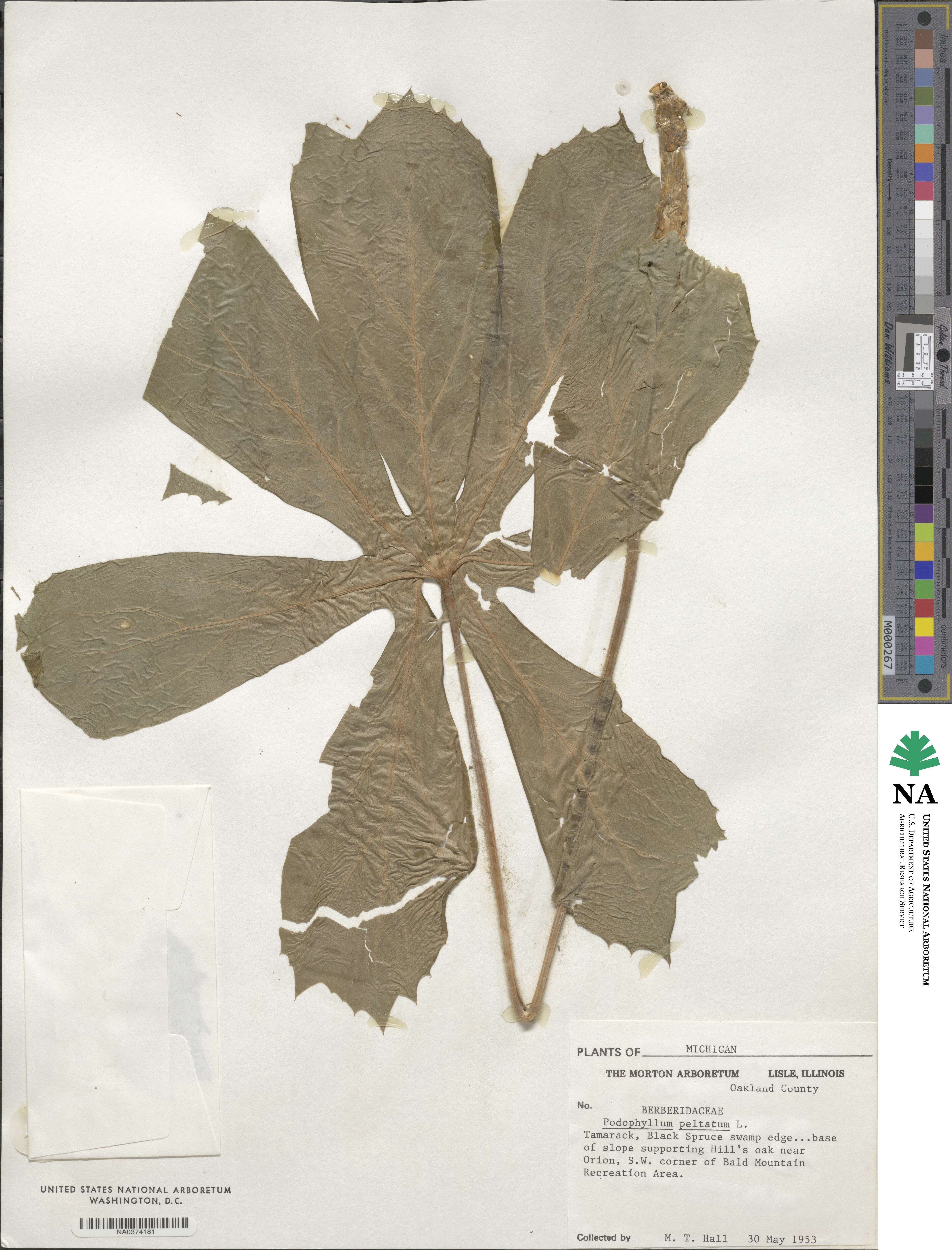 Podophyllum peltatum image